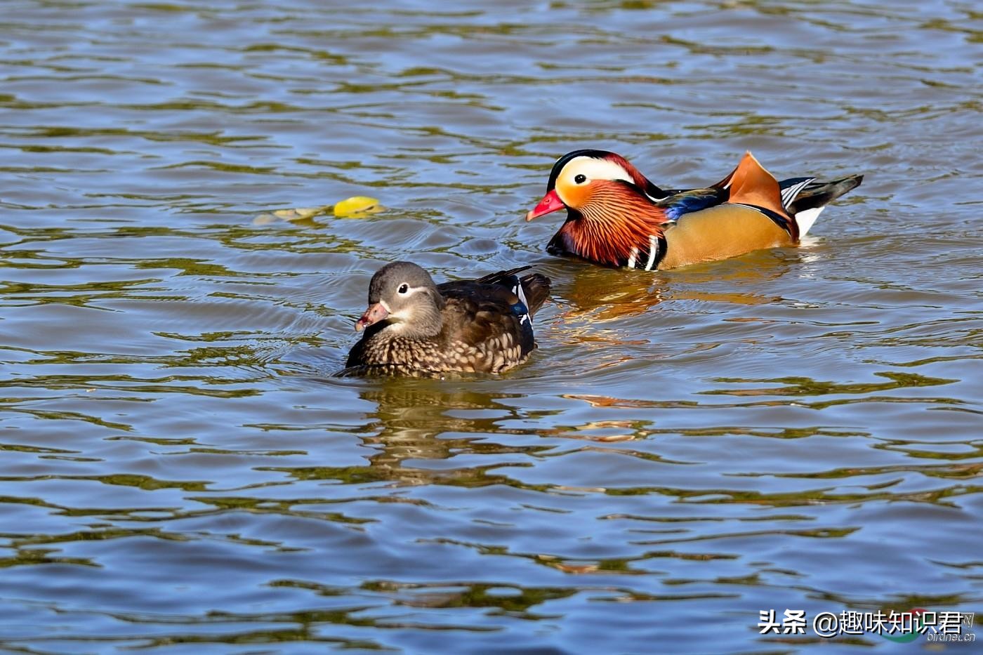 世界上有趣的冷門小星空体育官网入口网站科普，看到就是賺到