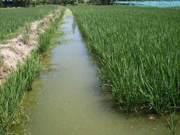 重庆市农田高效微流水种养技术