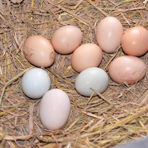 专家揭秘：什么是真正的土鸡蛋？