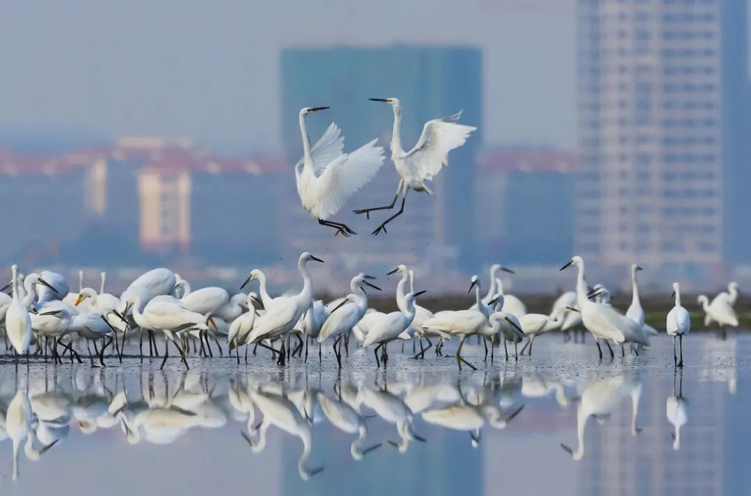 全球鸟类摄影大赛马上截稿啦！来看看去年上百张得奖照片吧