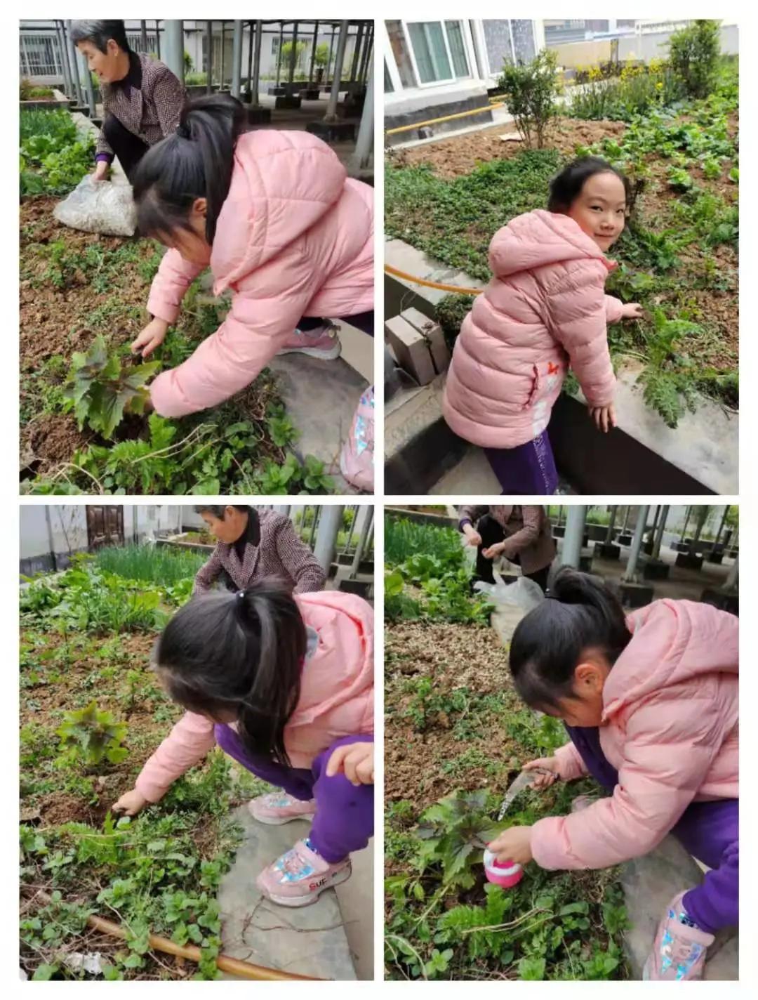 ��֮��.ֲ�̻���--�����еھ�Сѧֲ���ڻ��Ӱ