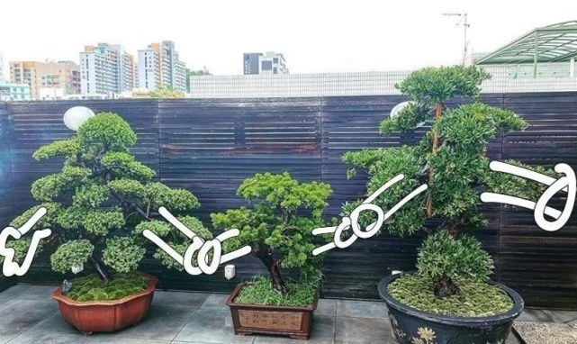 向太火速回应又被解读，发言权全归婆婆，难怪