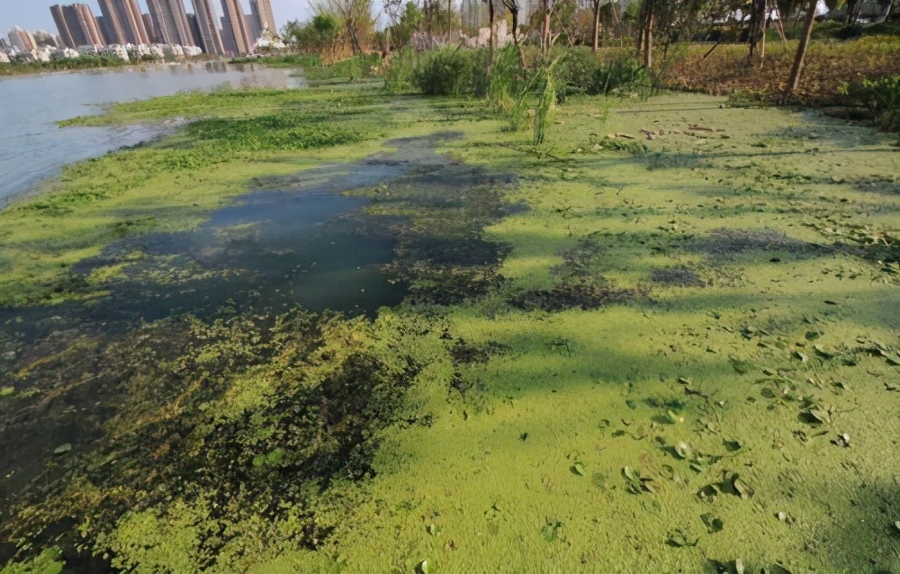 曾經在中國泛濫成災的水葫蘆,現在怎麽都不見了?它是怎麽消失的？