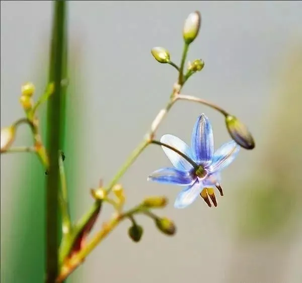 160種· 奇花異草，絕對有你沒見過的！ 「下部分」