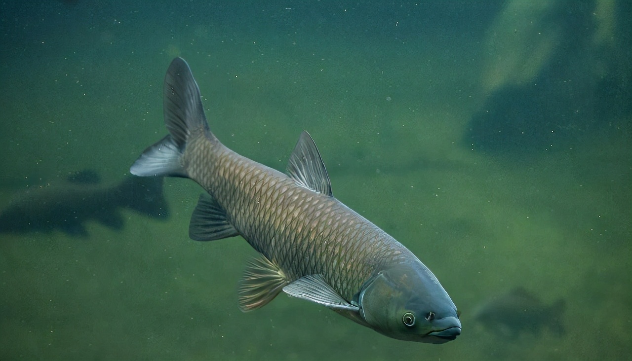 拦了那么久的三峡大坝里面的鱼应该长多大了