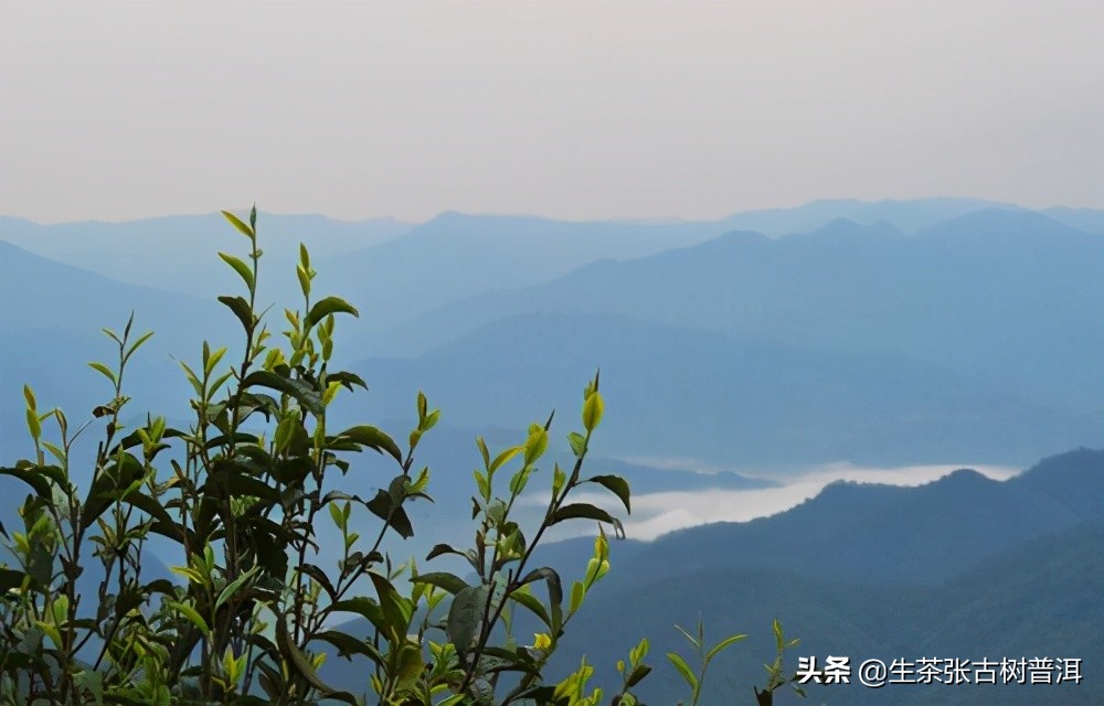 走进普洱茶临沧茶区，详细了解临沧各个茶山的特点，你喝过哪个？