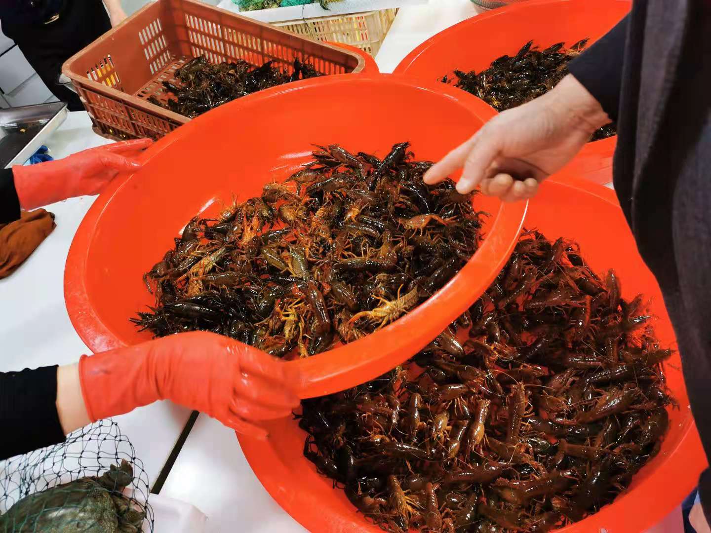 小龙虾用水一煮，鲜味全跑了，学会这一招，虾肉Q弹鲜香，极鲜美
