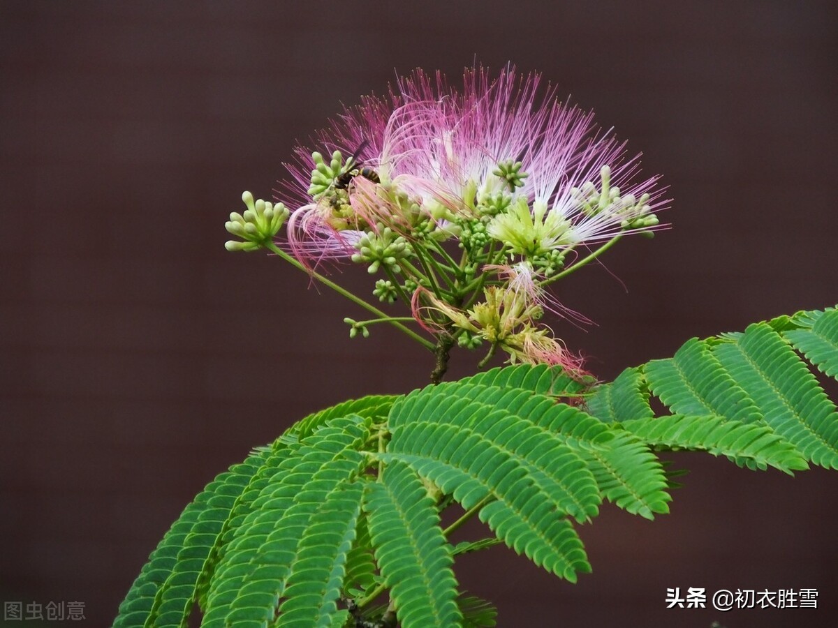 从古诗合欢花四首，解读父母爱情，一生一世一双人-第6张图片-诗句网