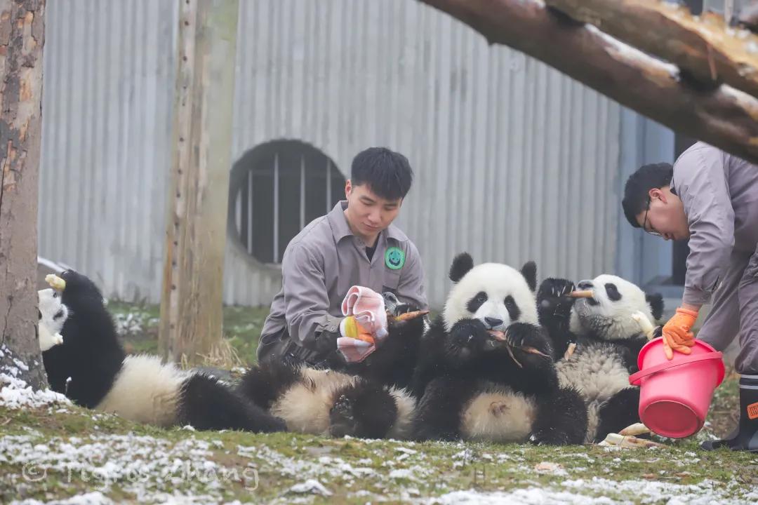 冰雪世界里的奇幻森林——唐家河、卧龙自然观察记