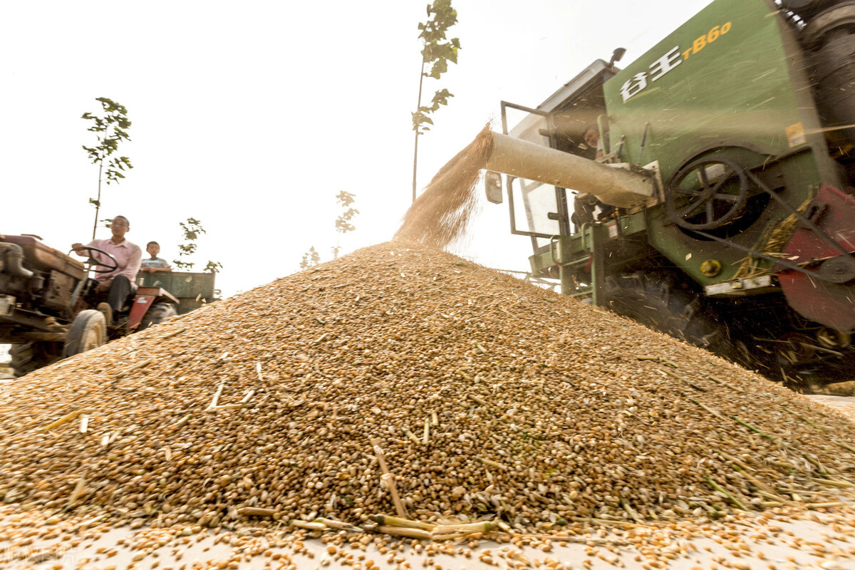 小麦价格降温、玉米跌不停、大米低迷，粮市咋了？粮价还跌吗？