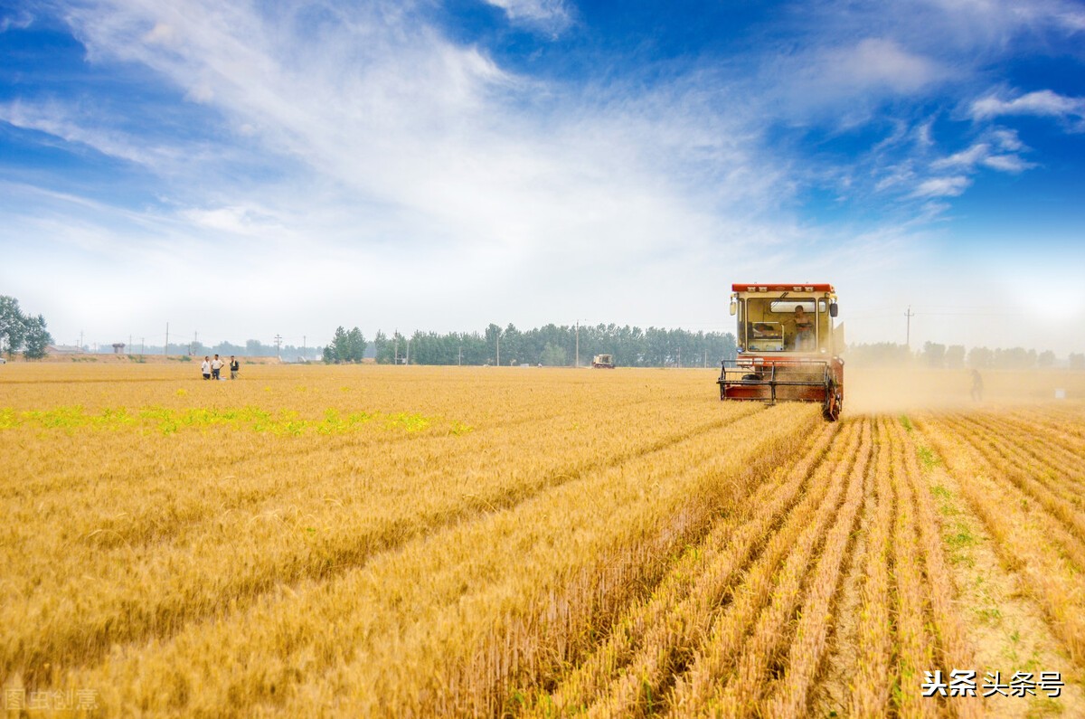 8月粮食进口攀涨，玉米受阻下跌，小麦节节高，大豆如何？
