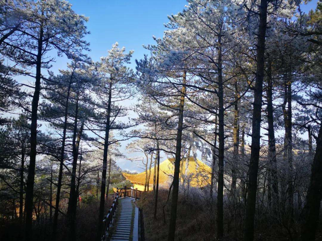 美哭｜3月2日天岳幕阜山现大面积雾凇美景，晶莹剔透美极了.