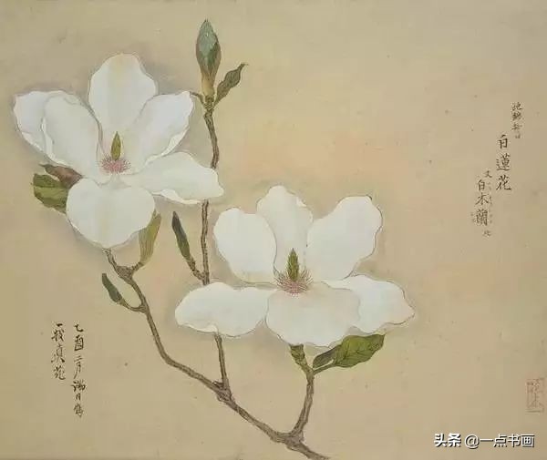 工笔花卉植物写生要领