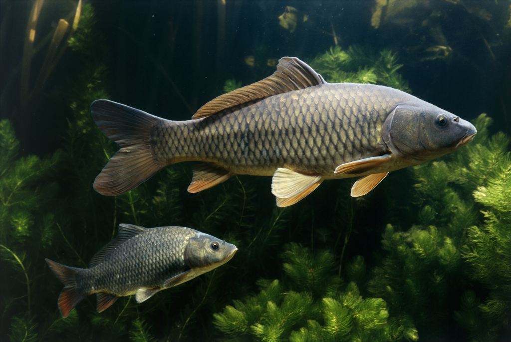 什么是鱼？鱼类是终生生活在水里、用鳃呼吸、用鳍游泳的脊椎动物