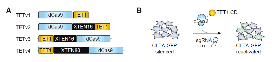 給CRISPR加上開關！通過表觀遺傳操控基因表達