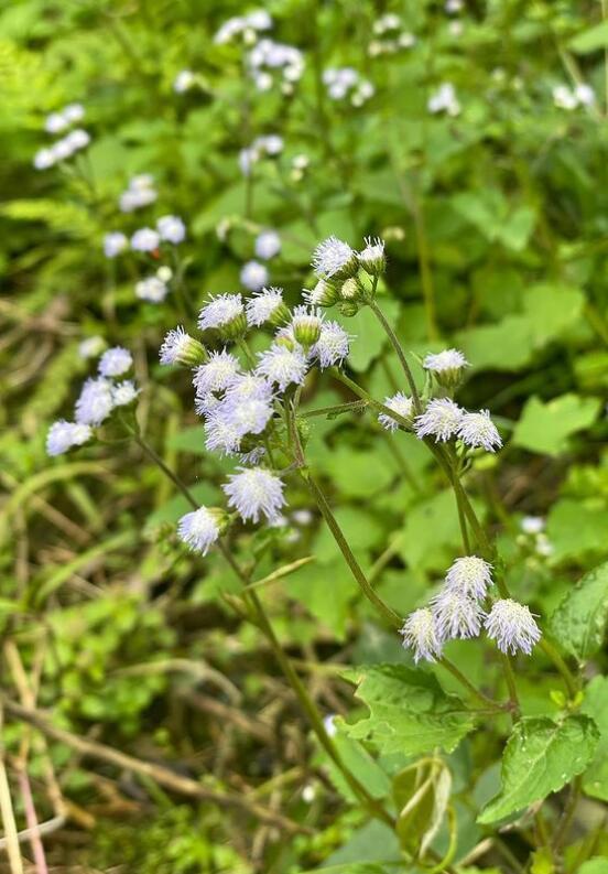 周杰倫夫婦同框秀恩愛，夫妻赤腳水中嬉戲，昆凌曬老公視角照超仙