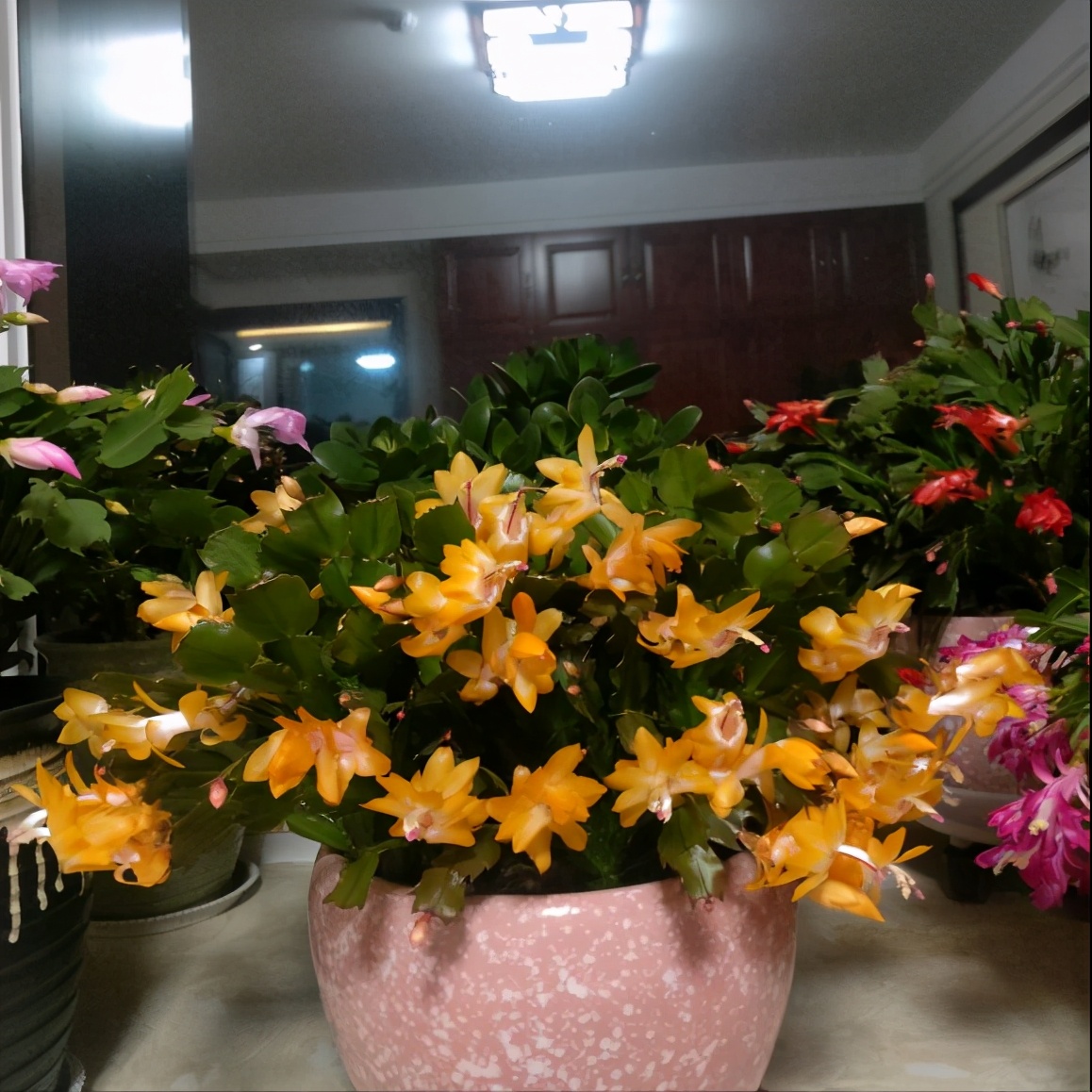 Crab claw orchid "feed it", with thick leaves and 3000 flowers iNEWS