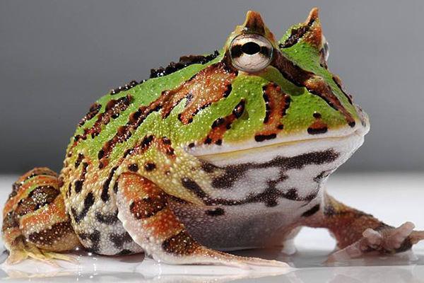 世界上最奇怪的青蛙叫什么？盘点全球十大怪异青蛙，你认识几种？