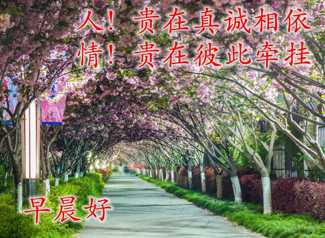 最新的祝福图片带字，最真诚的早上好美图片图片