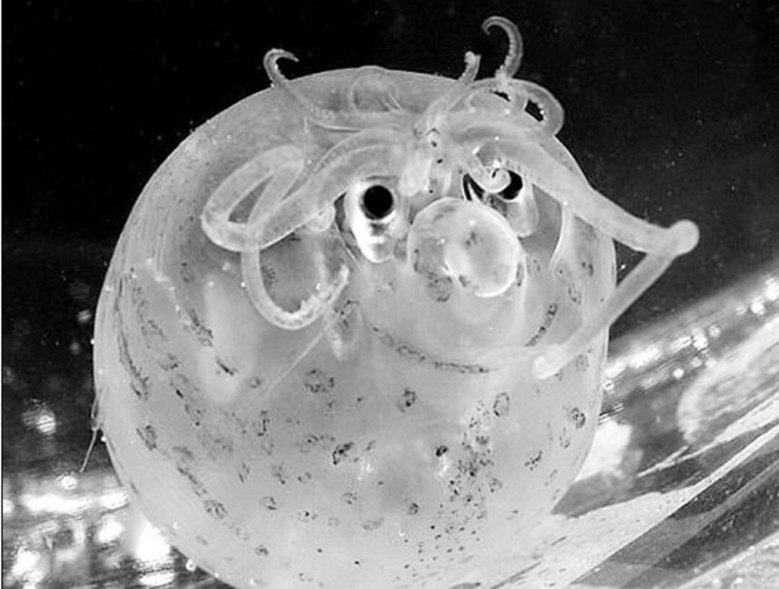 都說章魚很聰明，可為什么章魚沒有比人類，先進化成智慧生物？