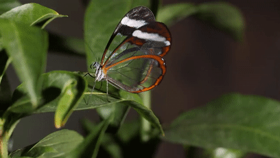 透過皮膚一眼就能看到內髒，這6種透明生物毫無隱私可言
