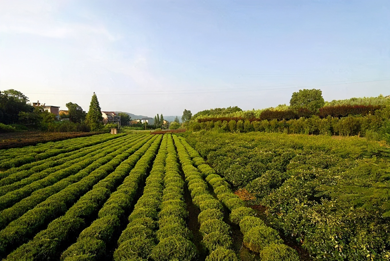 退林還耕即將實(shí)施，對(duì)苗木企業(yè)、苗木經(jīng)紀(jì)人有哪些影響？