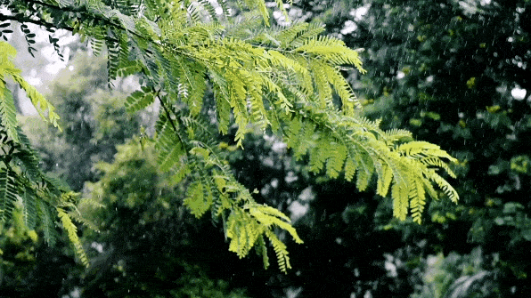 -十三首夏雨诗词，原来夏雨可以这么美，你喜欢哪一首？-第17张图片-非凡网