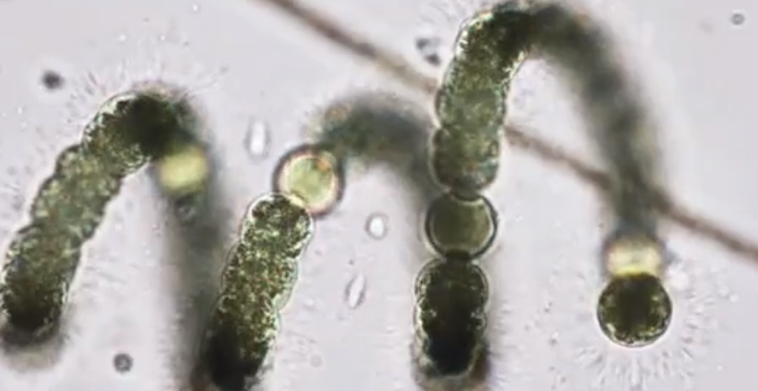 百萬年前有一起大滅亡事件，如果沒有微生物作用，我們很難生存