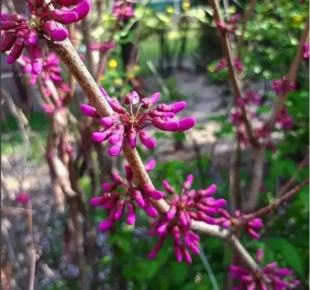 160種· 奇花異草，絕對有你沒見過的！ 「下部分」