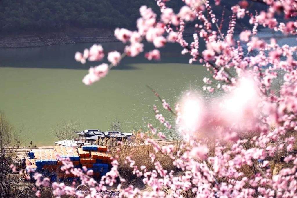 今年花開逛咸陽 又是一年草長鶯飛時 一起探尋涇陽春的腳步吧 資訊咖