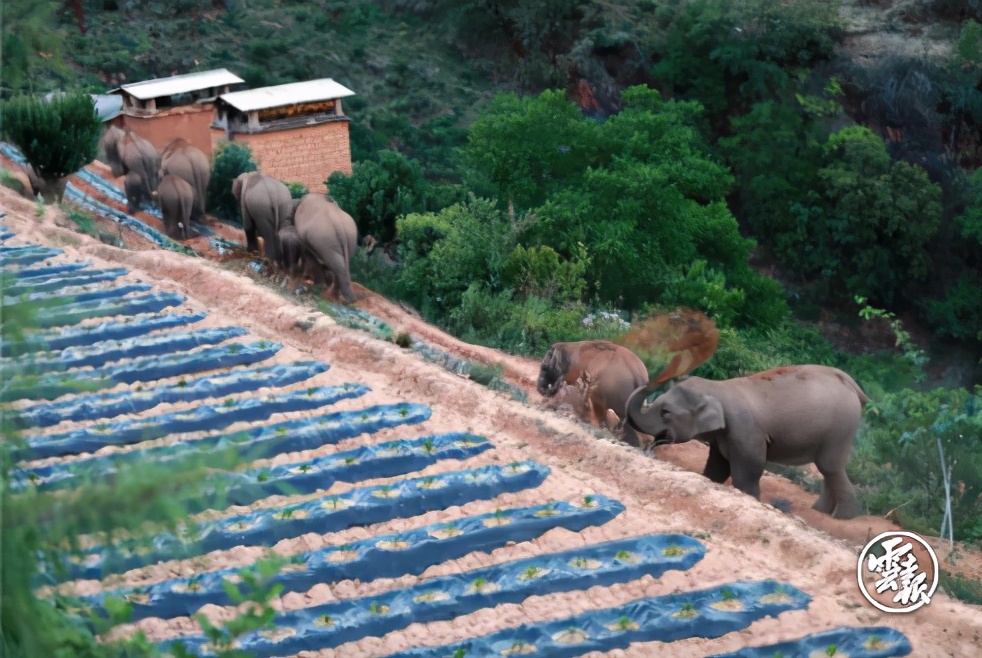 Why do Yunnan elephants migrate collectively?Wild elephants with