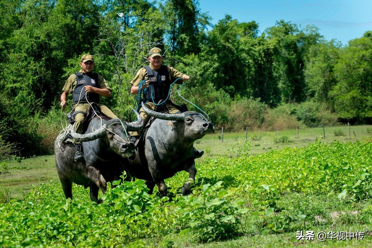 巴西警察的水牛坐骑：堪比太上老君的坐骑，个