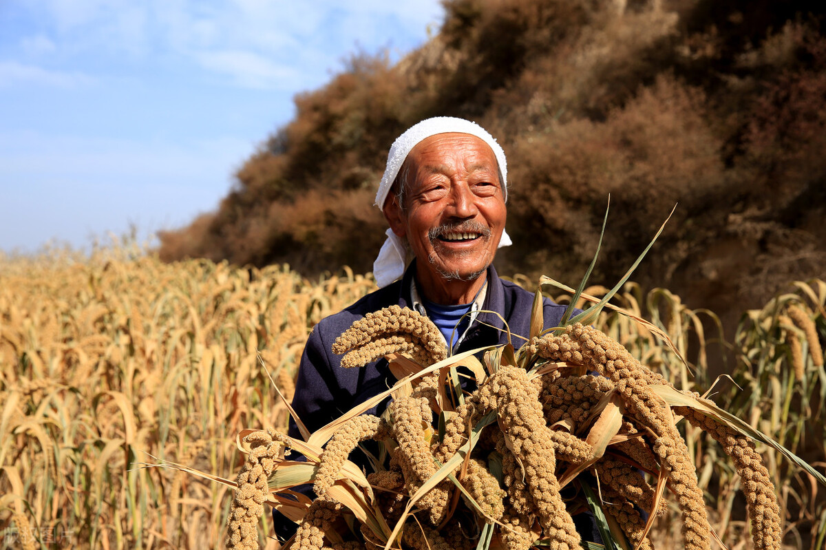 禾粟、罌粟、甜蘆粟、粟紋、金粟尺、寒粟、丹粟、苞粟、粟草 - 資訊咖
