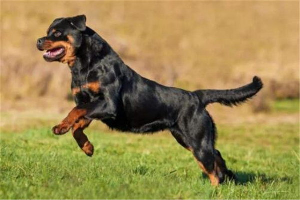 世界十大猛犬排名（全球10大公认的猛犬）