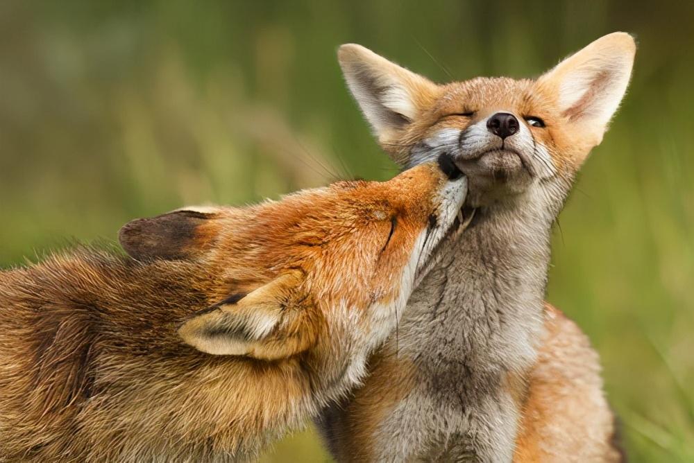 Why do animals have estrus, and humans can mate in all seasons?What happened to human beings when they evolved? - iMedia Why do animals have estrus, and humans can mate in all seasons?What happened to human beings when they evolved? - iMedia
