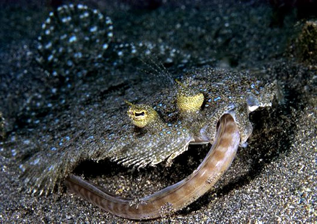 比目鱼最特殊的怪胎在它们身上就体现着不对称