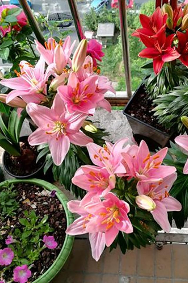 院子里的 球根花 年年开成一片花海 很省心 邻居今春也要养 农民爱花草 Mdeditor