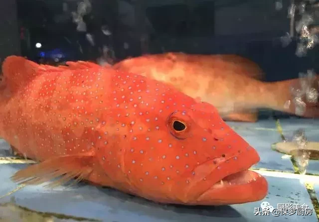史上最全的顶级“海鱼”海鲜大全,全吃过的你人生就到达了巅峰!