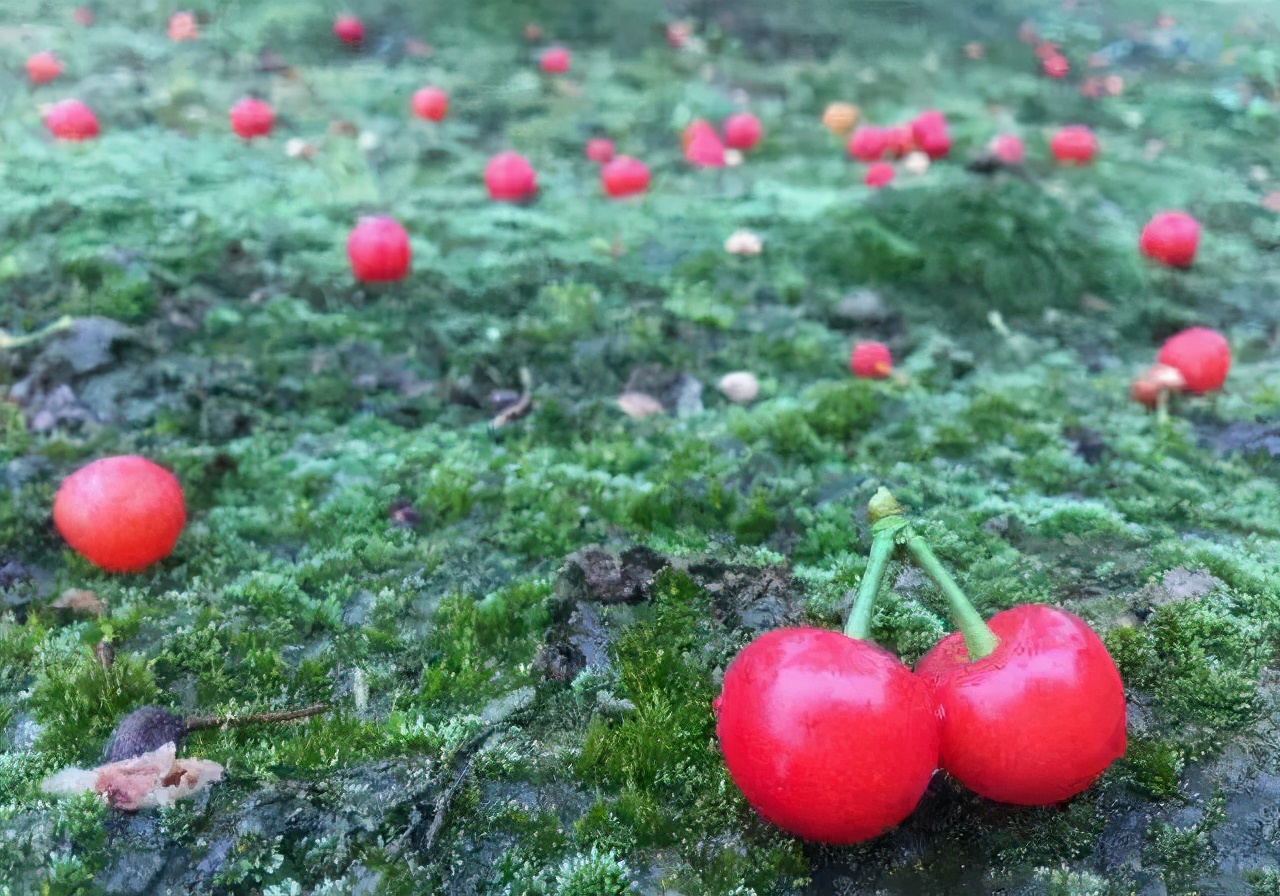 大樱桃落花落果的秘密，如何管理才能保住果实？