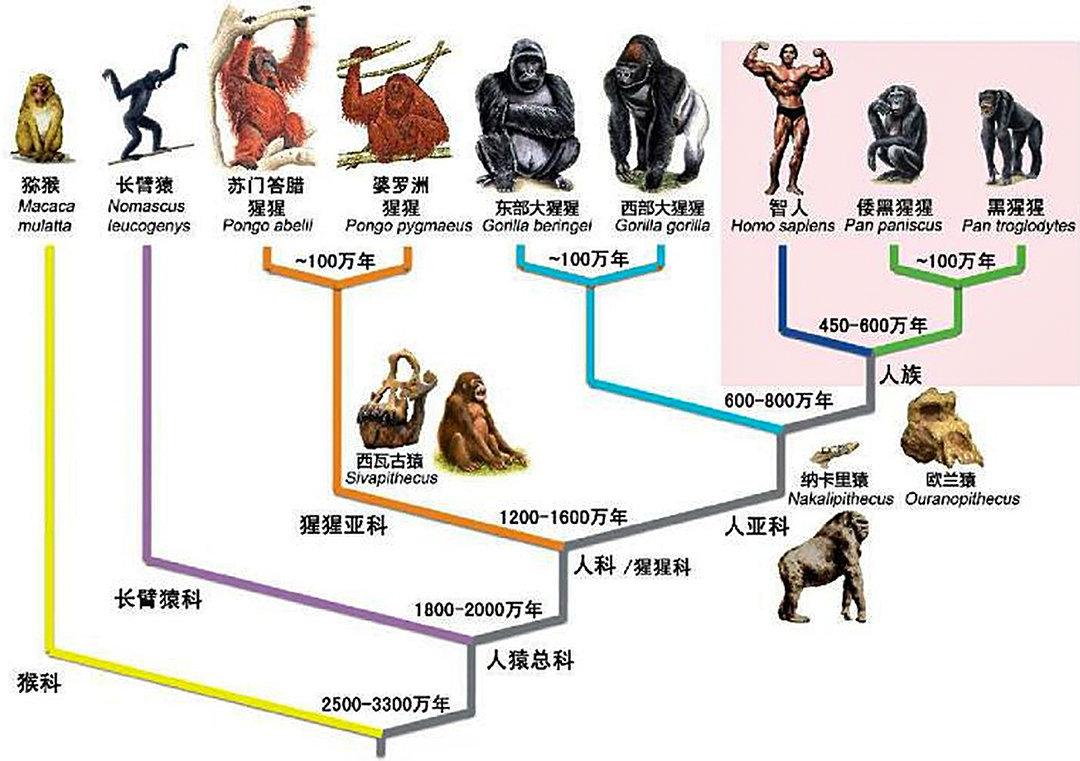 人类全身都褪去毛发，为什么只留下阴毛、腋毛和头发呢？-第2张图片-IT新视野