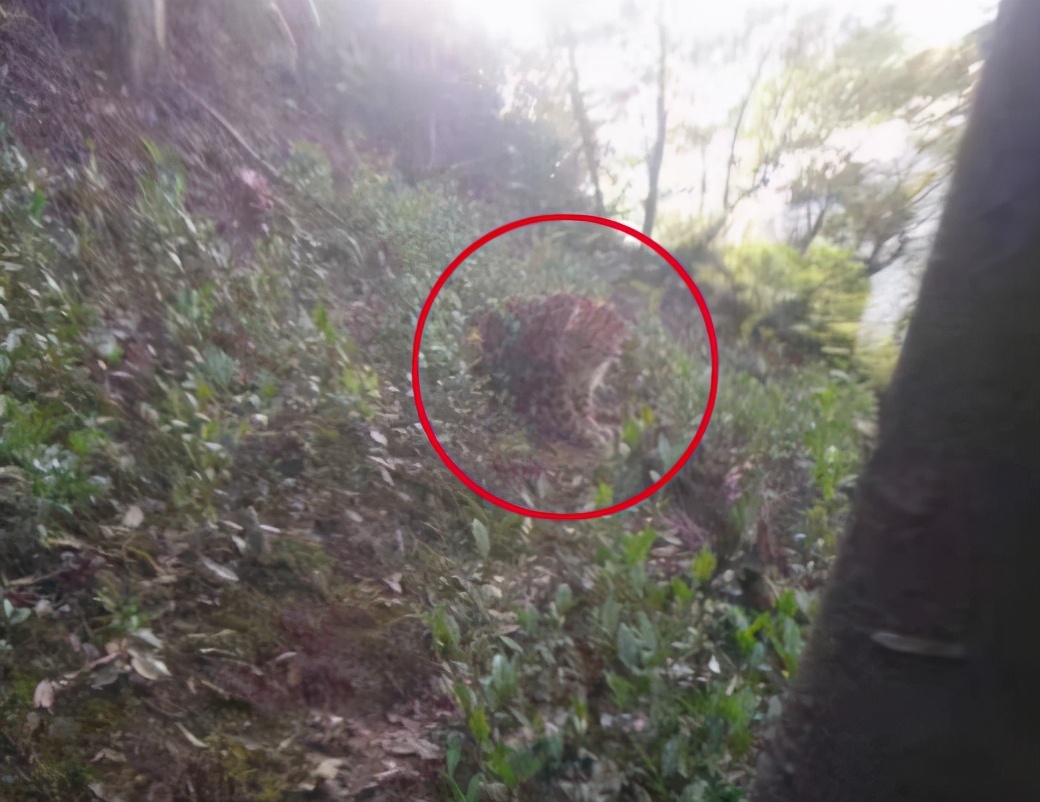 杭州山上疑似发现豹子！发现者：它胆子挺大，还回头看我一眼！它要敢冲上来，我跟它对打