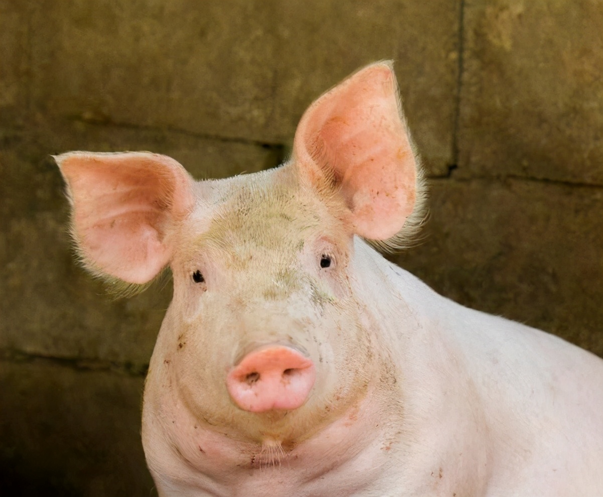 才知道，豬肉有2個位置要少買，吃了或對身體不好