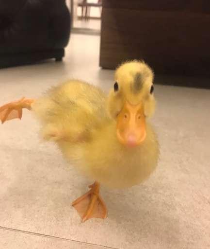 残疾歌手郑智化变诗人和书法家？日常生活太文艺，甚至还养鸭子