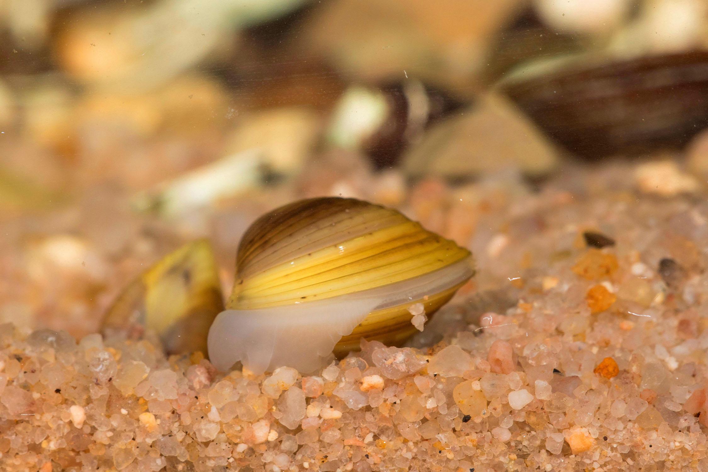 河蚬入侵美国 威胁核电站安全_外国渔业_西南渔业网 水产养殖专业网