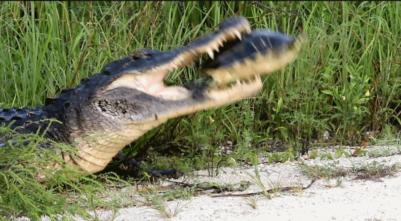 鳄鱼家族有多倒霉?努力两亿年,每次都在要称霸时被地球"针对"