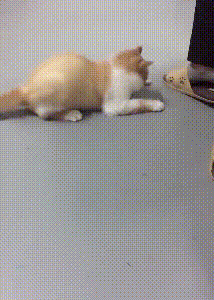 Feline Mi loves to sniff host smelly leg, "Above " hind bite a foot, master one foot spurn, it still holds out bear grudges