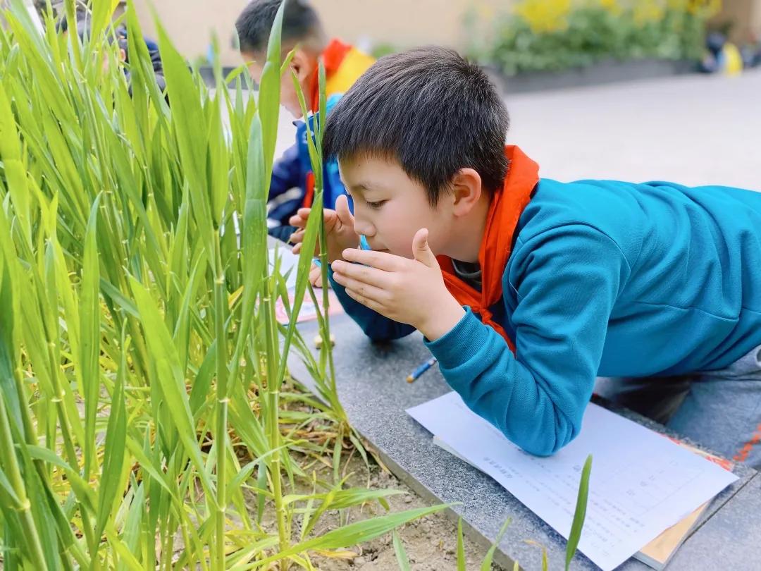 带上五官到校园里寻找春天——成都市华中附小大自然的语文课