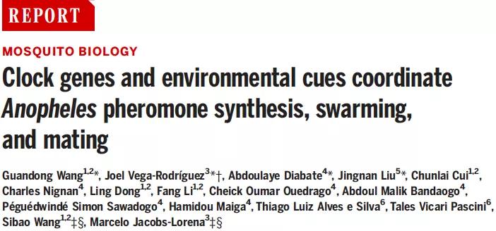 黃昏交配，群蚊亂舞，都是生物鍾在作祟？