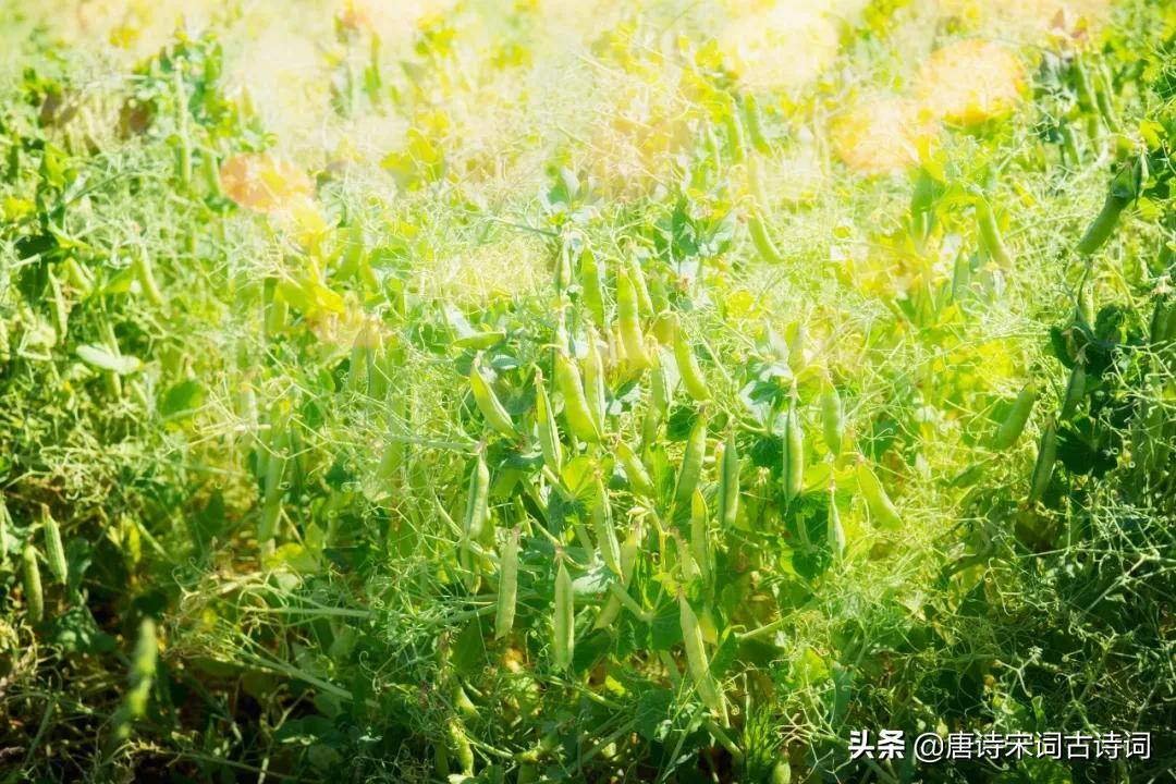 青杏尚小豆荚肥-第4张图片-诗句网