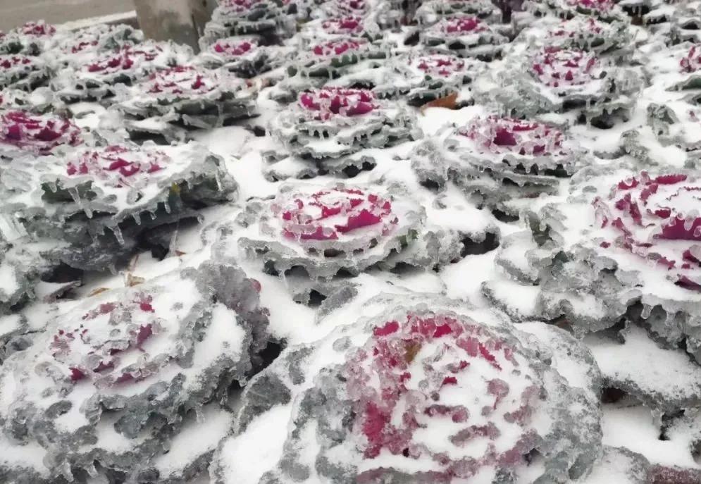 长春上演“冰雪奇缘”，交警演绎“全心守护”！